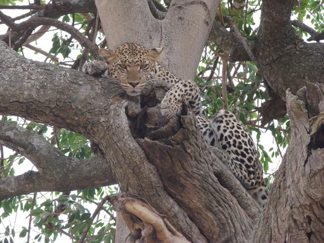 serengeti leopard