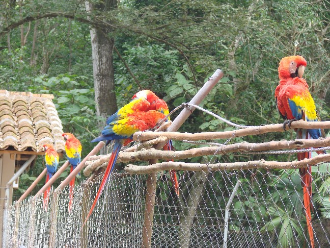 copan-macaws